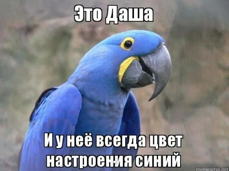 Поменяйся синим. Синие шутки. Шутки про голубой цвет. Прикол про голубой цвет. Приколы про синий цвет.