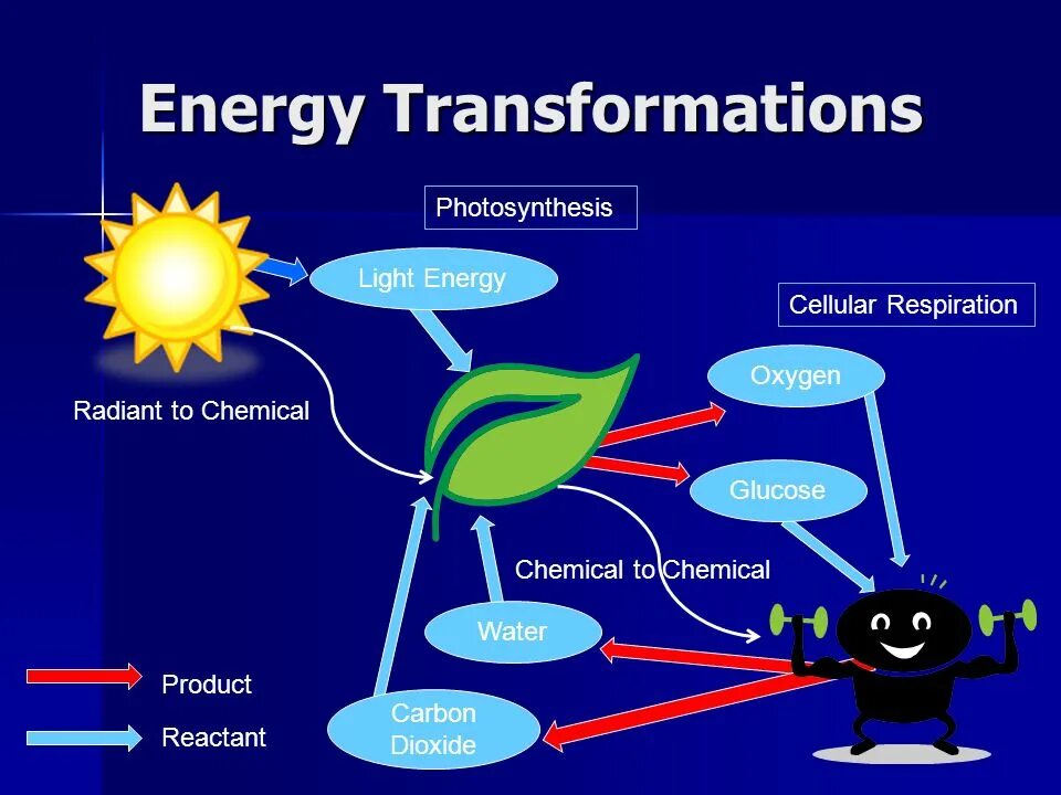 Energy Transformation. Фотосинтез игра. Фотосинтез вирусов. Фотосинтез Тихонов. Глюкоза кислород вода энергия