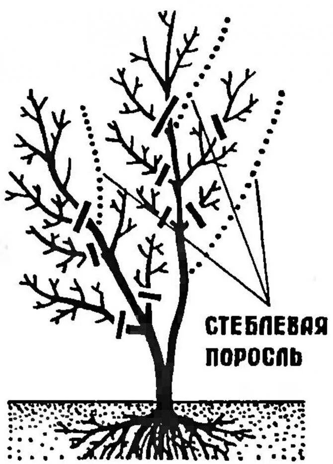 Нужно ли обрезать жимолость. Как обрезать жимолость весной схема. Схема обрезки жимолости весной. Весенняя обрезка жимолости схема. Жимолость схема обрезки куста.