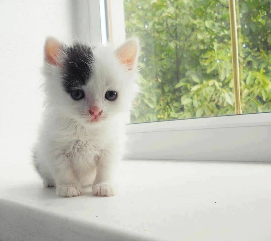 Kitten latenight