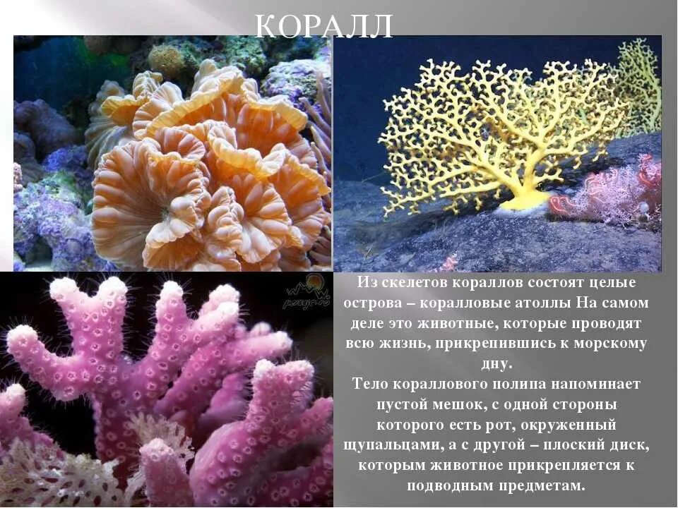 Коралловые рифы описание. Шестилучевые коралловые полипы. Коралловые полипы симбиоз. Коралловые полипы рифы. Коралловый полип царство.