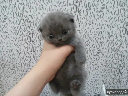Котята в добрые рыбинск