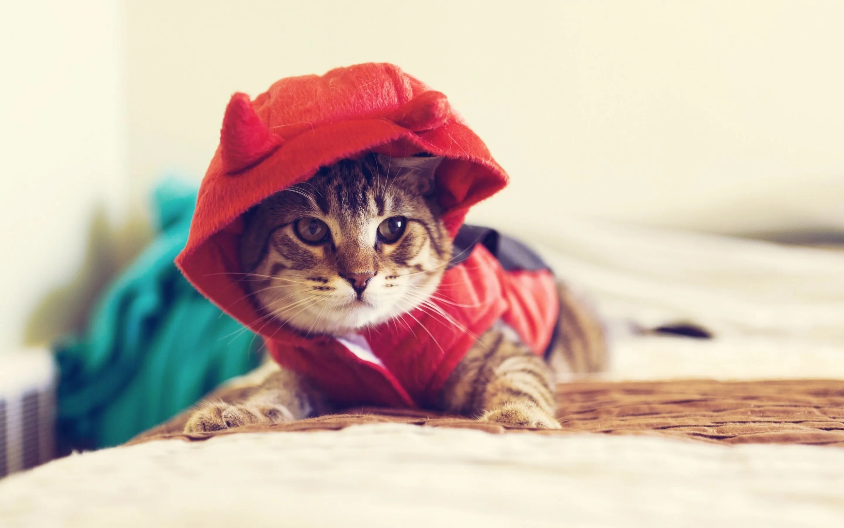 Милые котята с одеждой. Милые коты. кот в капюшоне. крутые котики. котики в костюмах.