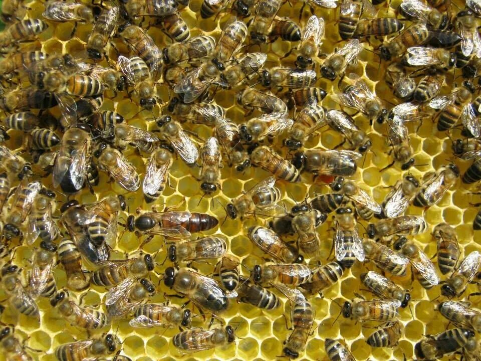 Купить семью пчел. Пчела трутовка. Трутни в пчелиной семье. Пчела матка трутень. Пчелиная матка и трутень.