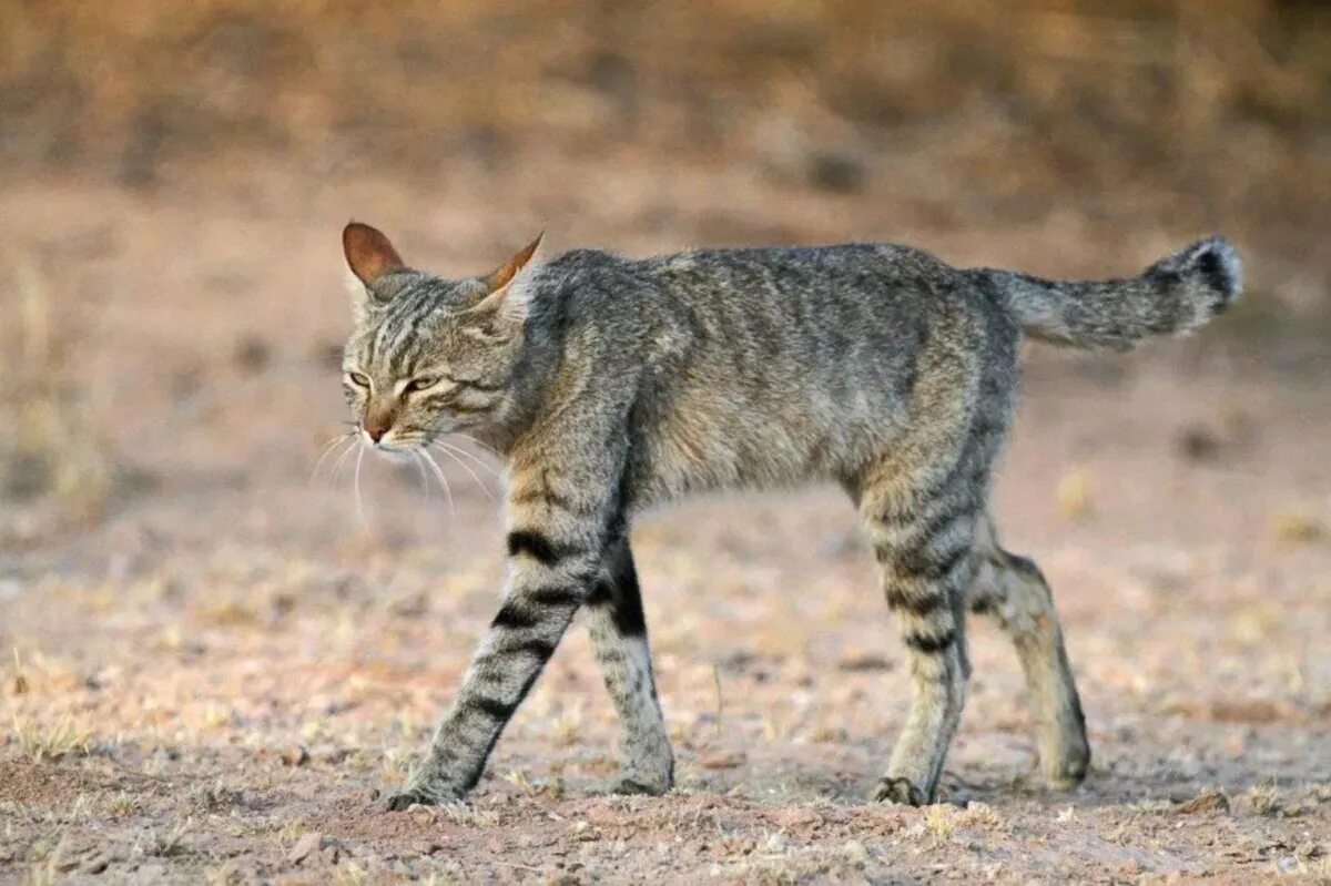 Степной кот Felis Silvestris lybica. Степной кот Felis Libyca (Forster, 1780). Степная кошка (Felis Libyca). Дикая Буланая нубийская кошка