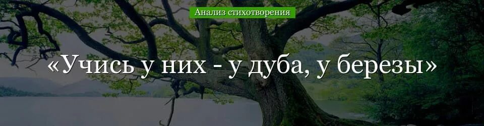 Стих учись у дуба у березы. Краткий анализ стихотворения у них у дуба у березы. Учись у них у дуба у березы Фет тема. Учись у них у дуба у березы Фет анализ стихотворения 10 класс. План анализа стихотворения учись у них у дуба у березы.