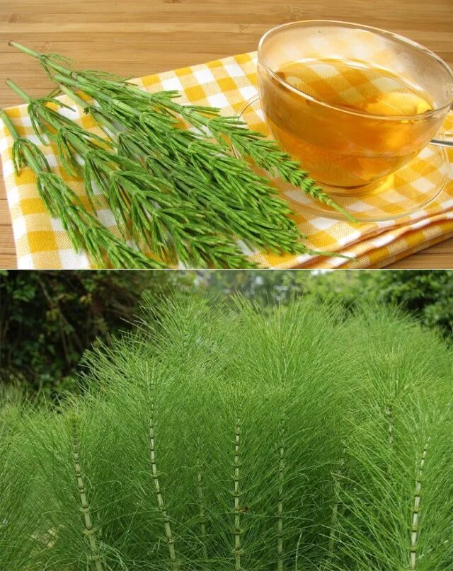 Хвощ полевой растение. Трава хвоща полевого лечебные. Препараты хвоща полевого. Хвощ полевой. Хвощ полевой растение.