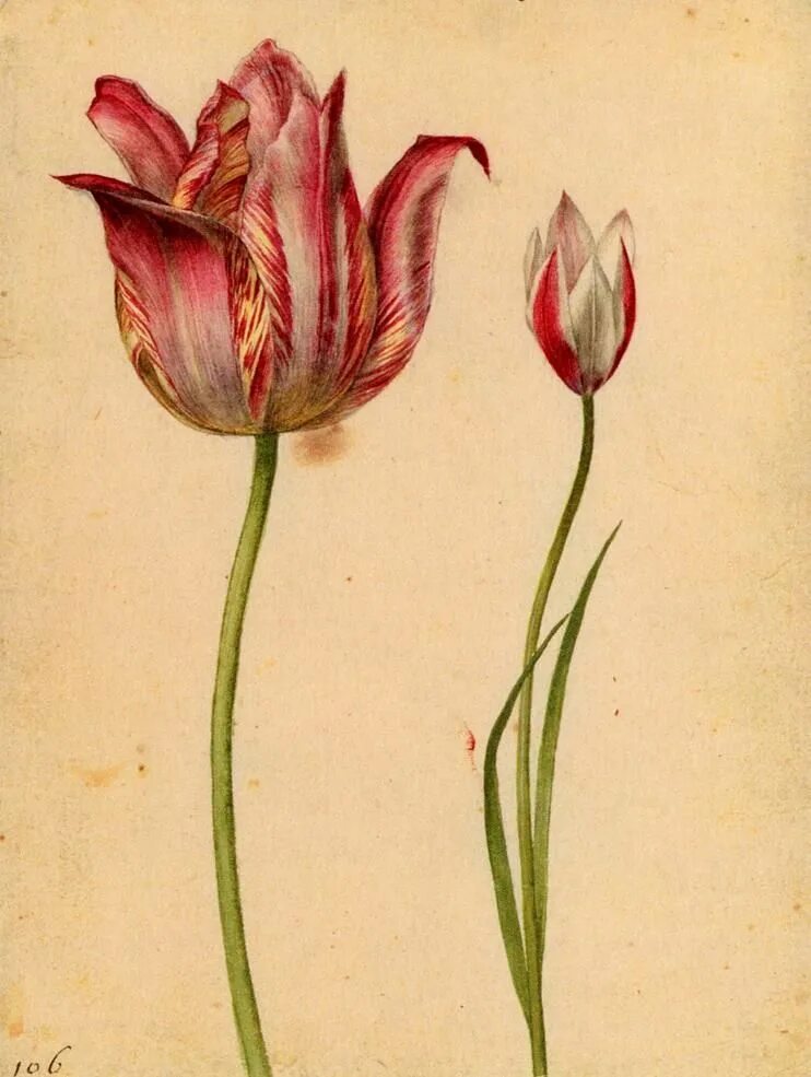 Георг Флегель Ботаническая иллюстрация. Tulipa Botanical цветок. Тюльпан Ботанический атлас. Georg Flegel цветы. Тюльпан ботаника