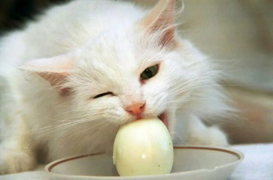 Можно котам вареные яйца. Кот ест яйца вареные. Кот кушает. Котик кушать белый.