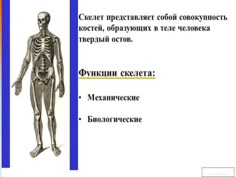 Функции скелета человека механическая. Механические функции скелета. Основные функции скелета человека. Биологические функции скелета. Скелет функции скелета.