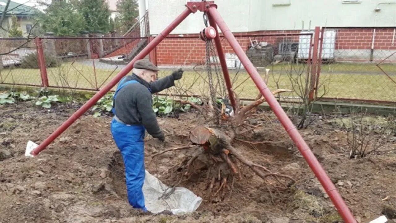 Как корчевать пни на даче своими руками Корчеванный лес фото