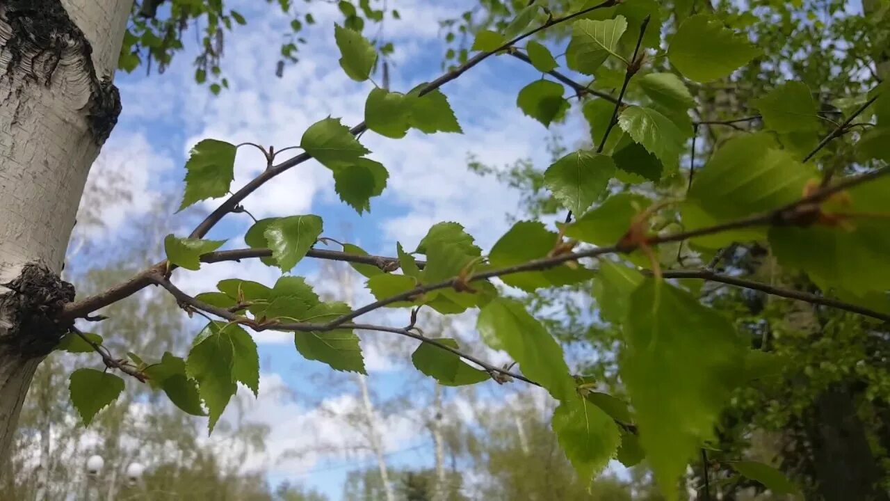 Веточка березы. Ветви березы. Ветка березы весной. Ветки береза.