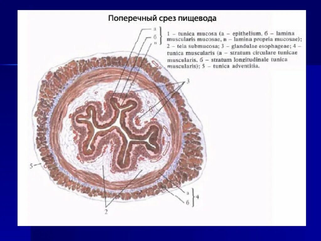 Строение стенки пищевода поперечный срез. Стенка пищевода гистология. Строение стенки пищевода гистология. Пищевод собаки поперечный срез гистология.