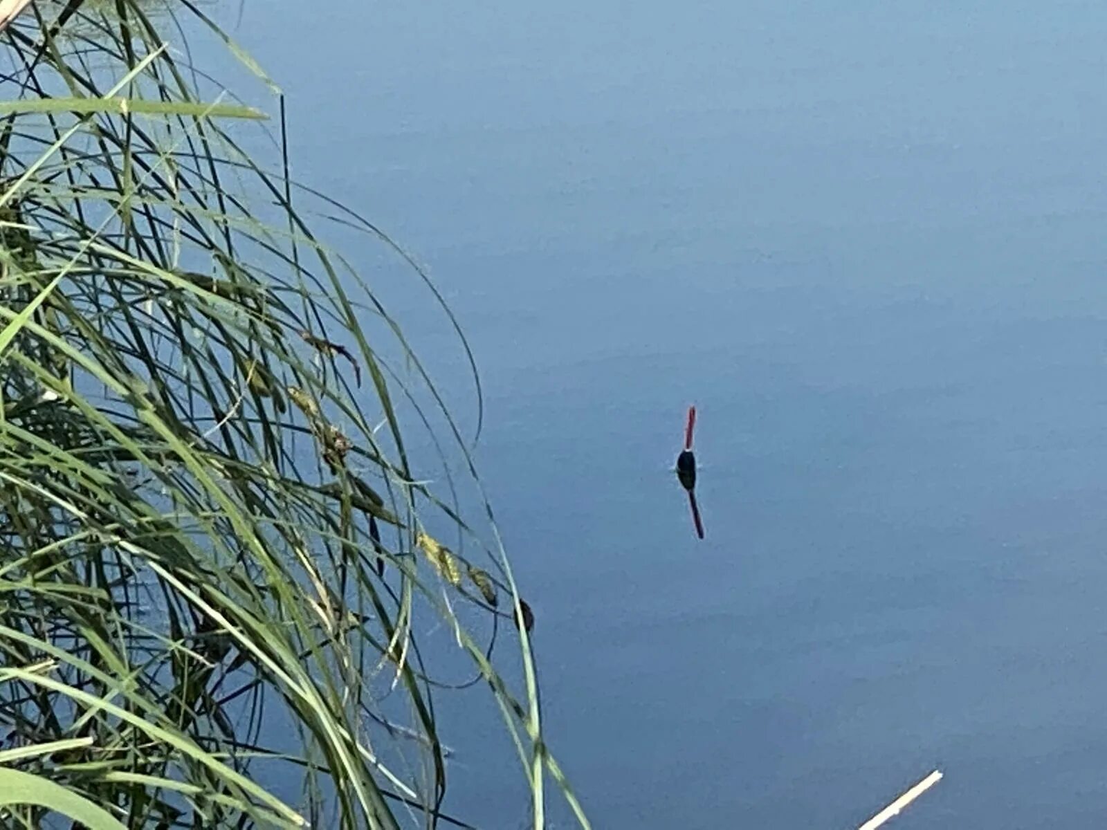 Ловля рыбы на платных водоемах. Пруд Дальний Раг Каширский район. Воронежская балка платный пруд. Пруд Дальний Раг Воронежская область. Сон ловить поймать рыбу