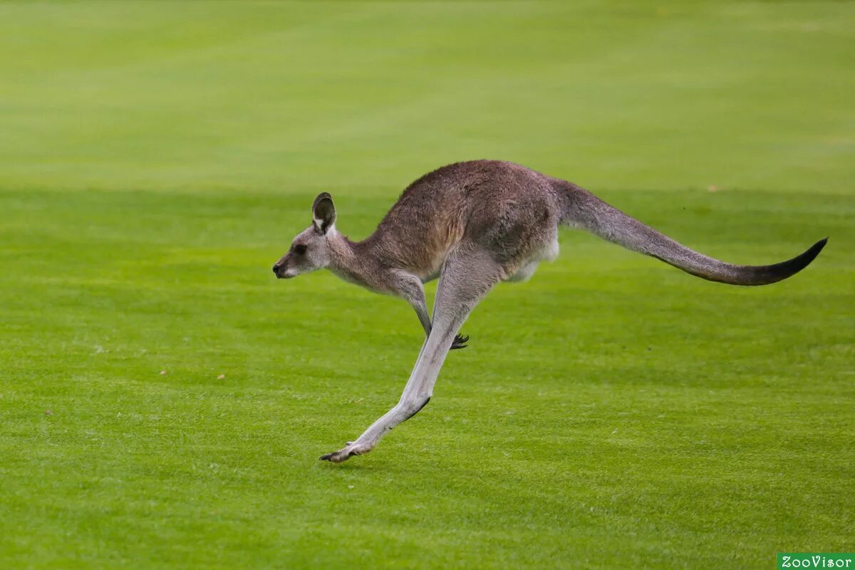 Австралия природа кенгуру. Длинноухий кенгуру. Исполинский кенгуру. Кенгуру прыгает. Кенгуру в австралии.
