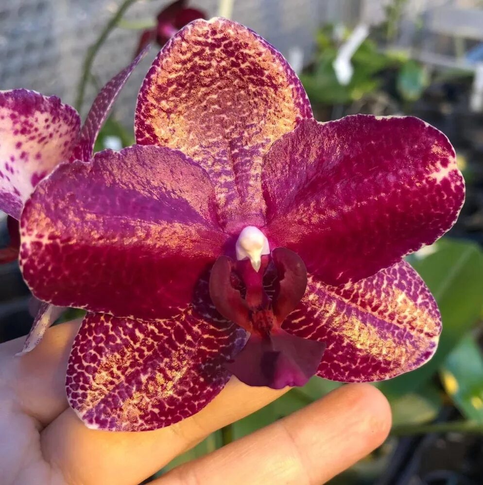 Орхидея maple valley фото и описание сорта Phal. Dragon Maple peloric от Son Ya Orchids Nursery без гарантии цветения Перво