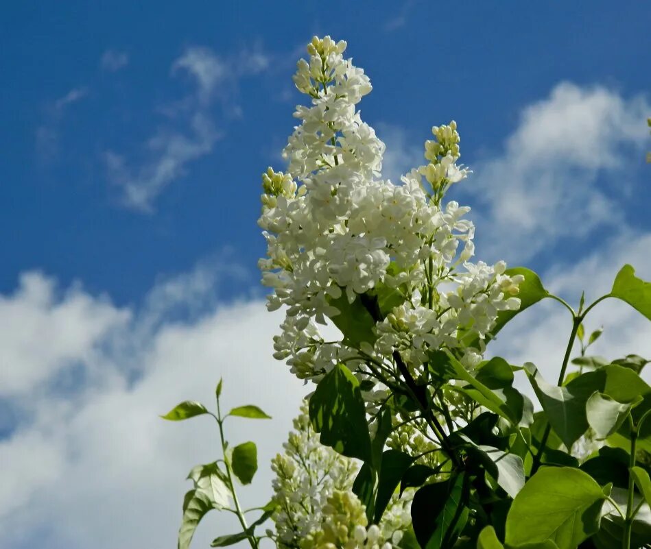 белая сирень какие