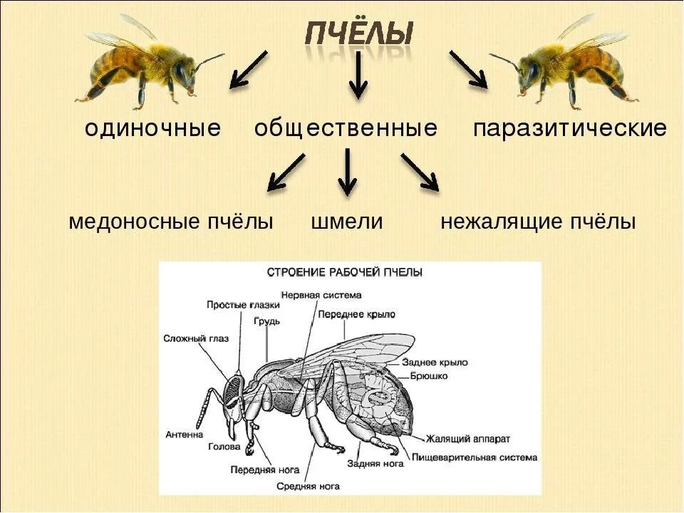 Отделы тела пчелы медоносной. Классификация пчел. Медоносные пчёлы с полным превращением. Строение медоносной пчелы схема. Жизненный цикл медоносной пчелы с описанием.