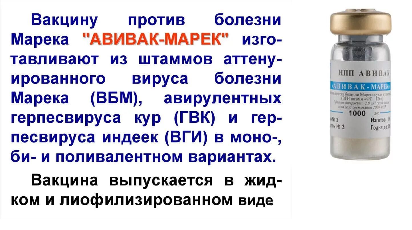 Вакцина против болезни Марека кур. Вакцины для птиц против болезни Марека. Вакцина против болезни Ньюкасла. Вакцина Марека для кур.