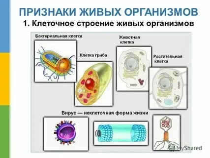 Клеточное строение свойство живого примеры