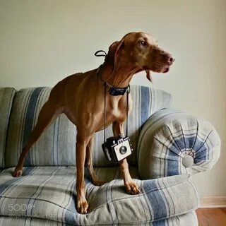 Сфотографируйте собак геншин