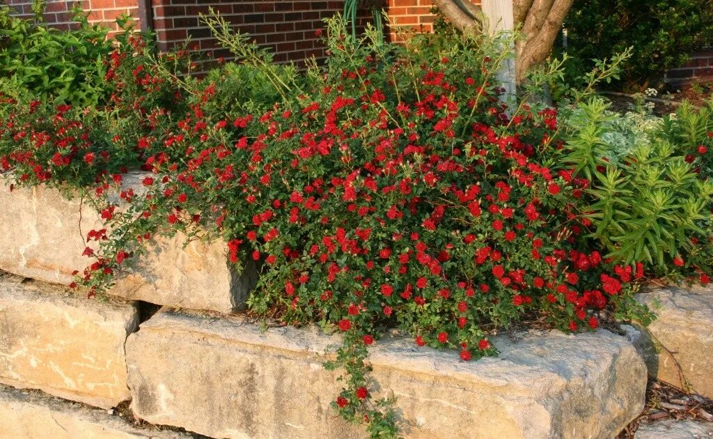 Роза ред вельвет почвопокровная. Роза плетистая ред каскад. Роза ред каскад почвопокровная. Роза плетистая рэд каскад. Роза ред каскад почвопокровная.