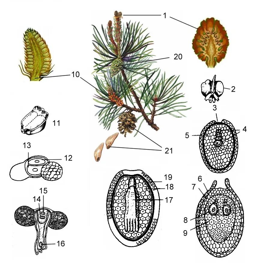 Органы гаметофита. Семязачаток сосны обыкновенной. Пыльца шишки сосны обыкновенной. Строение гаметофита у голосеменных растений. Гаметофит сосны обыкновенной.