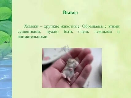 Когда можно будет вывести деньги из хомяка