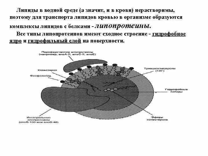 Схема транспорта экзогенных липидов в крови. Транспорт липидов в крови. Механизм транспорта липидов в крови. Схема транспорта липопротеинов.