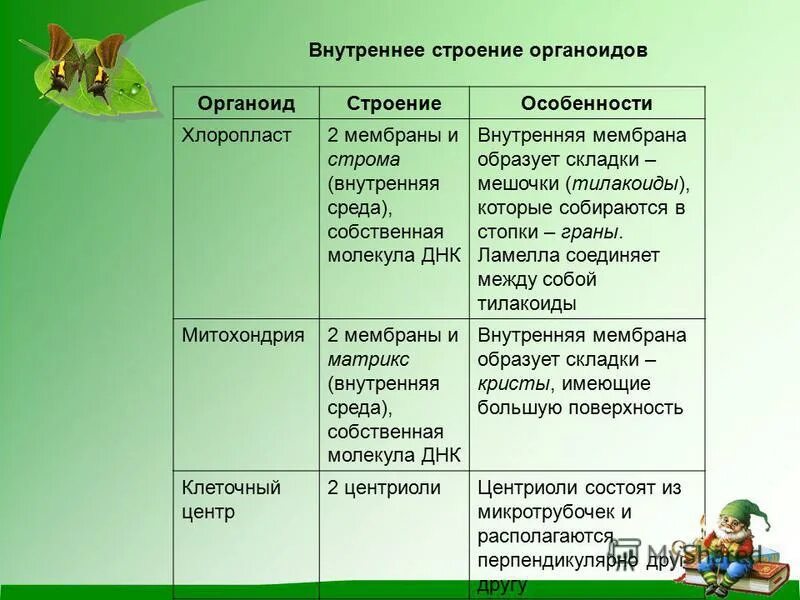 Выберите особенности строения хлоропласта. Строение клетки таблица строение и функции пластиды. Пластиды строение и функции таблица. Пластиды особенности строения. Хлоропласты строение и функции таблица.