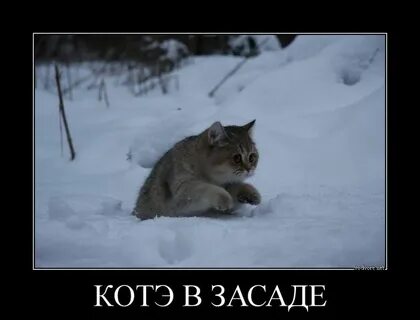 Филолог в засаде