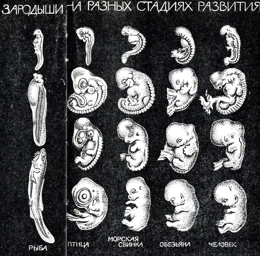 Периоды развития эмбриона человека. Стадии развития зародыша человека. Эмбриологические сходства ранних стадий развития зародышей. Этапы формирования зародыша человека. Эволюция эмбриона человека.