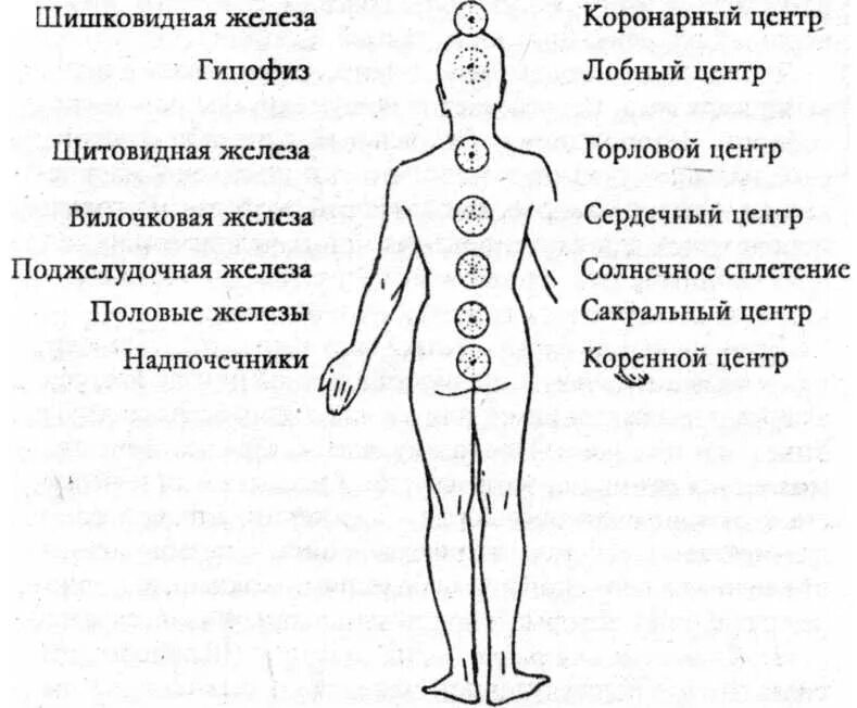 Солнечное сплетение у человека это. Солнечное сплетение схема. Где находитсясолнечнре сплетение. Солнечное сплететение. Солнечное сплетение где находится у человека.