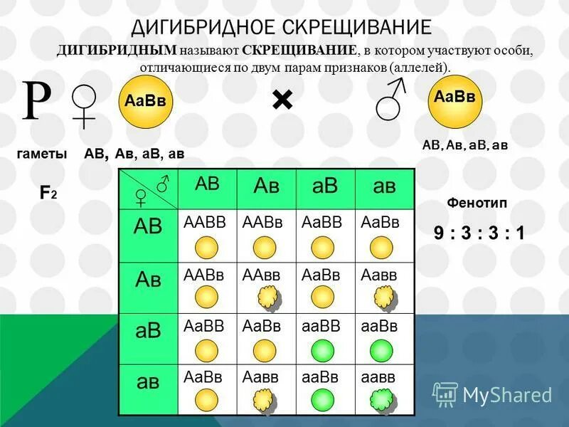 Егэ биология дигибридное скрещивание. Моногибридное и дигибридное скрещивание. Схема моногибридного и дигибридного скрещивания. Моногибридное скрещивание и дигибридное скрещивание. Дигибр дное скрещивание.