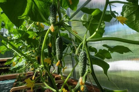 Огурцы для раннего урожая