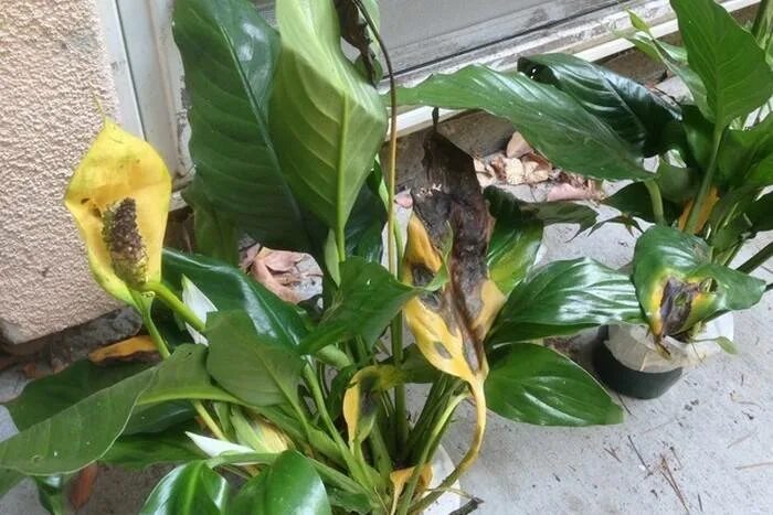 Спатифиллума желтеют цветы. Фузариоз спатифиллума. спатифиллум фитоспороз. спатифиллум фузариоз. почернение листьев спатифиллума.