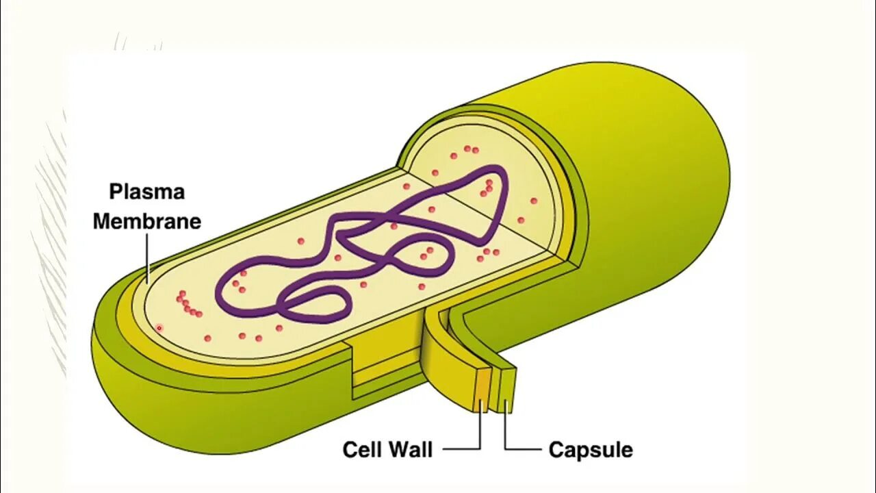 Капсула бактерий. Капсула бактериальной клетки. Капсульные бактерии. Слизистая капсула бактерий. Слизистый слой бактерий