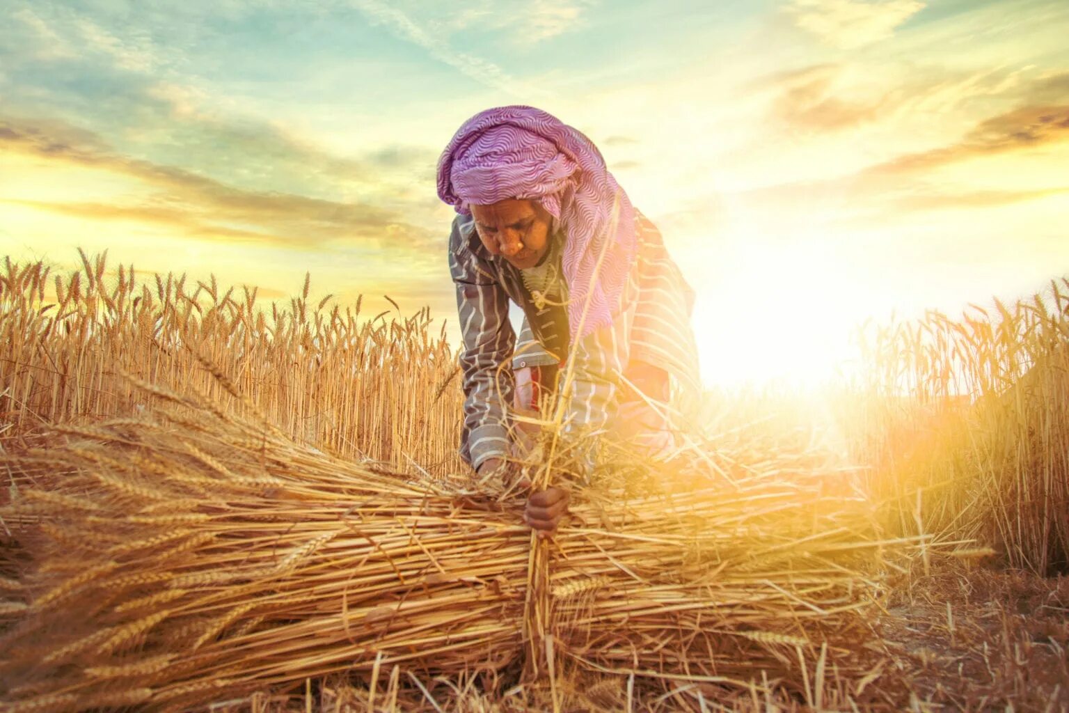 Жатва. Жатва картина. Жатва картинки. Агрокультура индейцев. In northern india they harvest their wheat