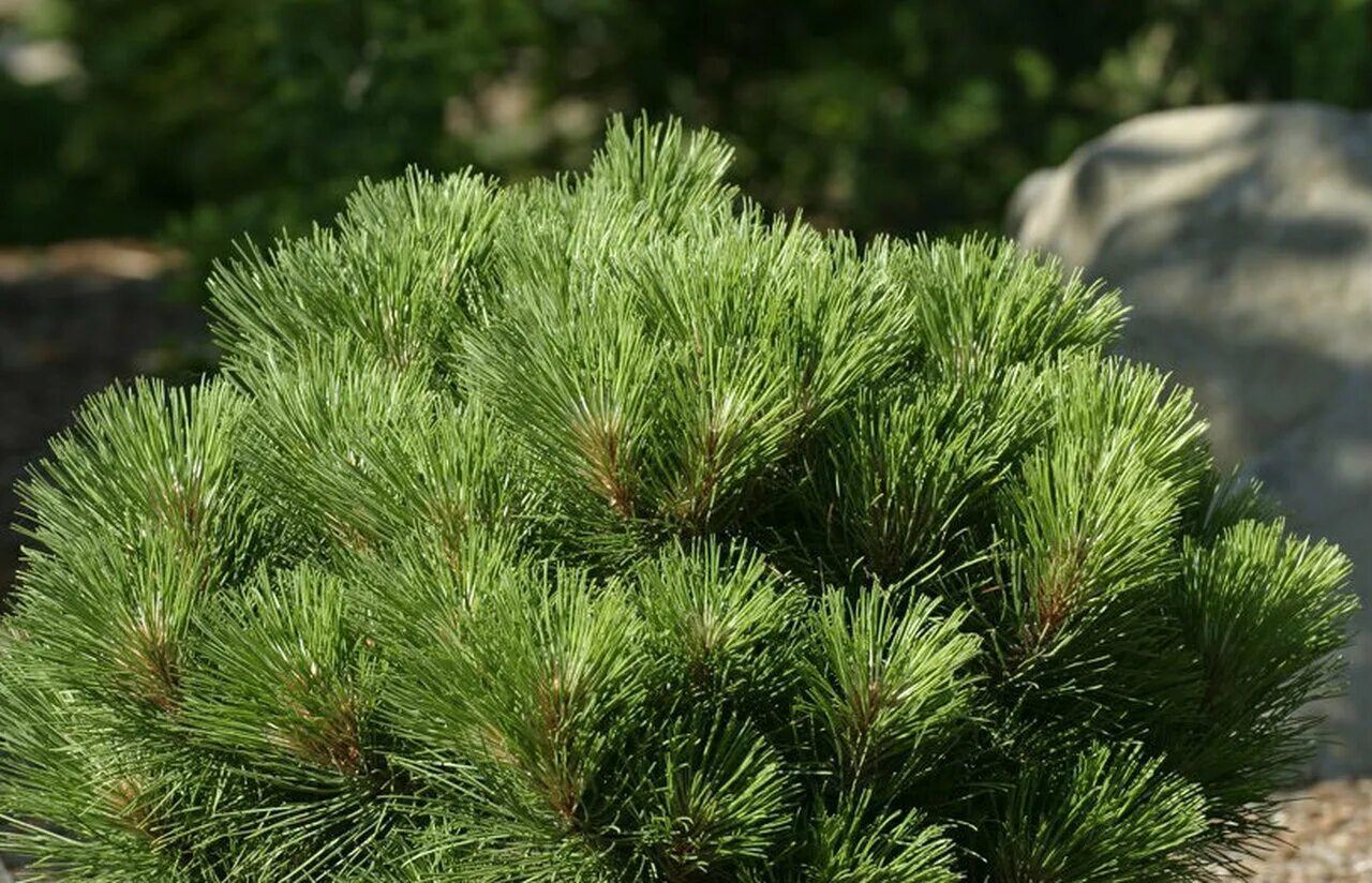 Сосна тунберга pinus thunbergii. Сосна тунберга pinus thunbergii. Сосна тунберга тандерхед. Сосна тунберга pinus thunbergii. Сосна тунберга.