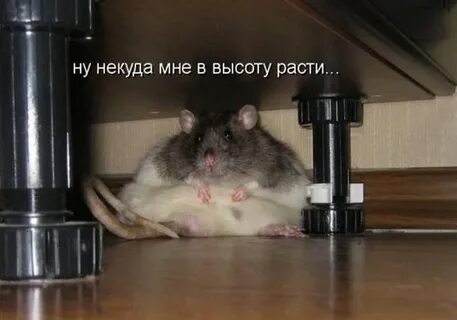 Хочу быть мышкой
