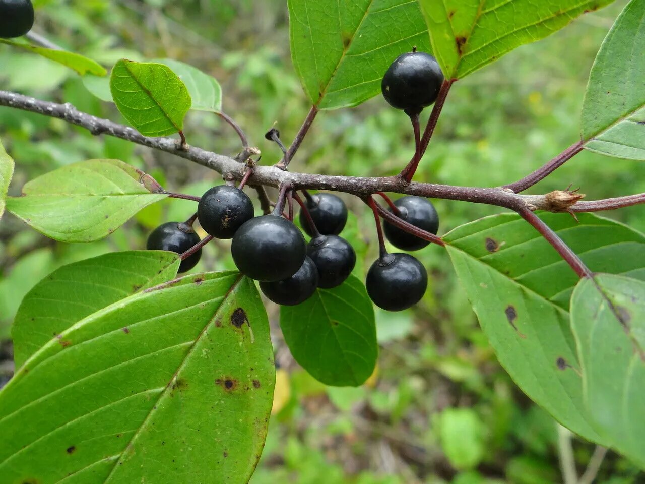 Крушина ломкая (frangula alnus). Крушина ломкая ягоды. Крушина волчьи ягоды, жостер, проскурина. Крушина ольховидная дерево. Крушина американская.