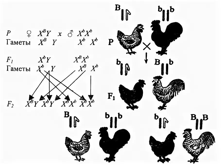При скрещивание курицы с листовидным. Сцепленные с полом наследование кур. Сцепленное с полом признаки наследование у курицы. Наследование окраски у кур. Схема скрещивания кур.