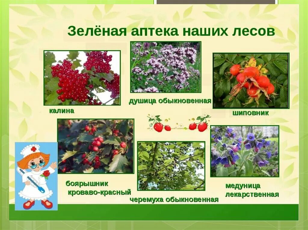 Презентация на тему зеленая аптека. Презентация зеленая аптека для дошкольников. Станция зеленая аптека экологическая тропа. Зеленая аптека растения. Зеленая аптека растения.