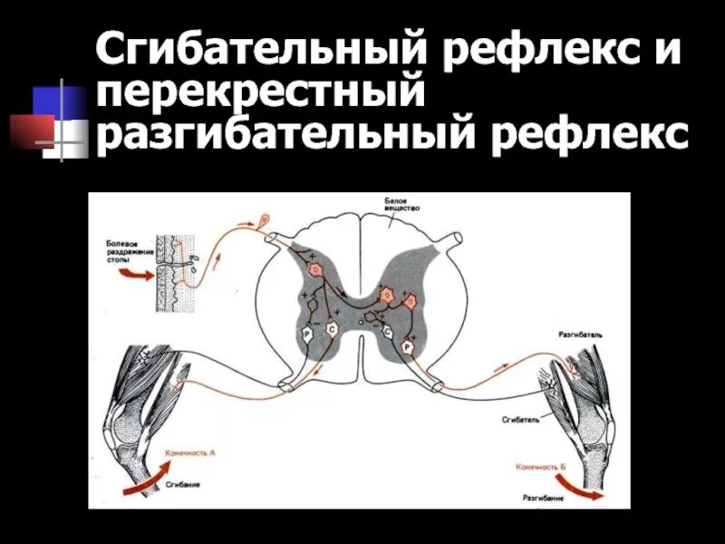 Рефлекторная дуга сгибательная рефлексы. Сгибательный рефлекс предплечья физиология. Сгибательный рефлекс Нейроны. Локтевой разгибательный рефлекс рефлекторная дуга. Сгибательный рефлекс предплечья рефлекторная дуга.