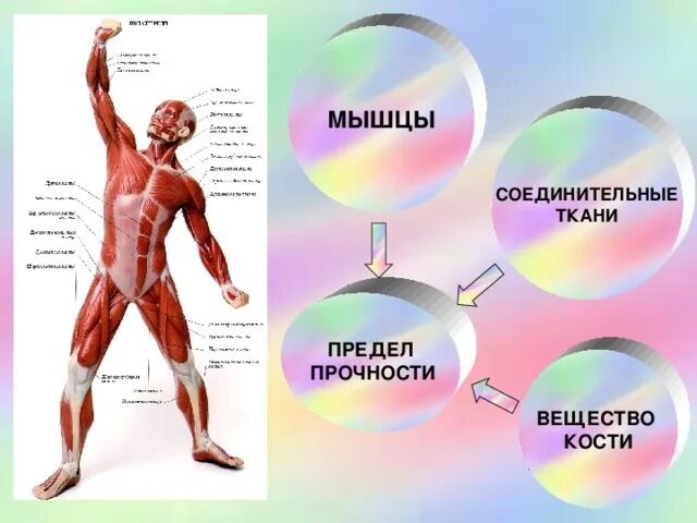 Прочность мышц. Предел прочности мышц. прочность человеческих мышц. мышцы на пределе.