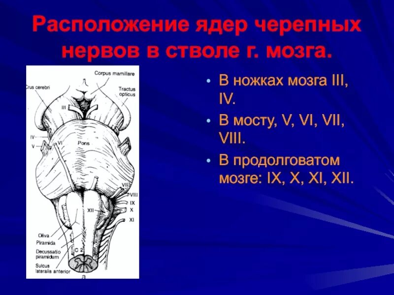 Укажите черепной нерв. Мост ядра черепных нервов. Черепные нервы ядра моста. В мосту мозга располагаются ядра черепных нервов. Черепные нервы ядра ствола.