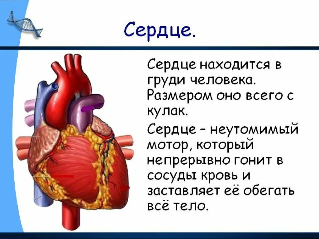 Насколько сердце. Строение сердца человека 3 класс окружающий мир. Рассказ про сердце человека. Сердце описание. Сердце для презентации.