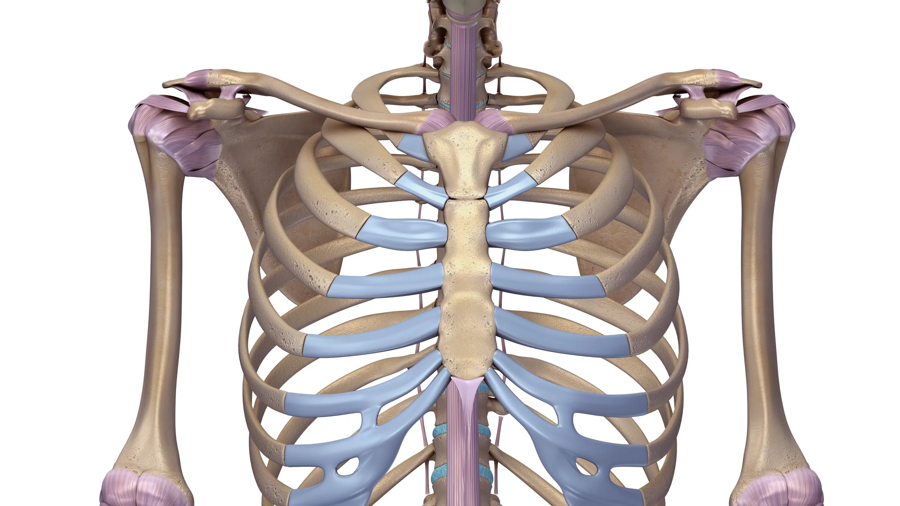 Сколько ребер у человека у женщин. Грудина sternum. Sternum анатомия. Кости грудной клетки анатомия. Реберные хрящи анатомия.