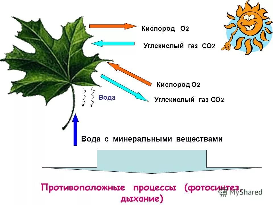 процесс питания растений. процесс фотосинтеза у растений. самое кислородное дерево. минеральные вещества кислород углекислый. процесс фотосинтеза у растений схема.