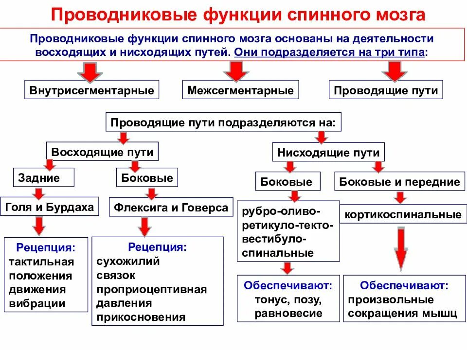 Методы изучения нервной системы. Методы исследования рефлекторной деятельности спинного мозга. методы исследования функций нервной системы.. методы исследования нервной системы таблица. принципы координации рефлекторной деятельности.